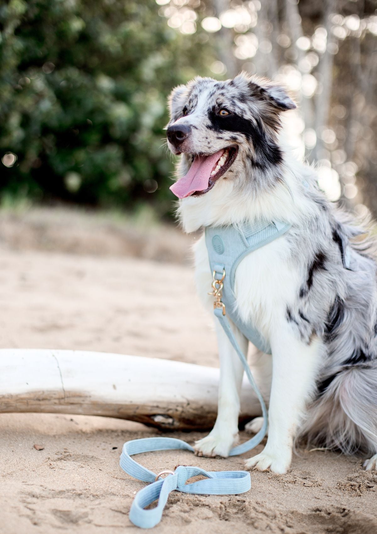 Bella Cord No Pull Harness - Sea Salt