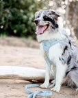 Bella Cord No Pull Harness - Sea Salt