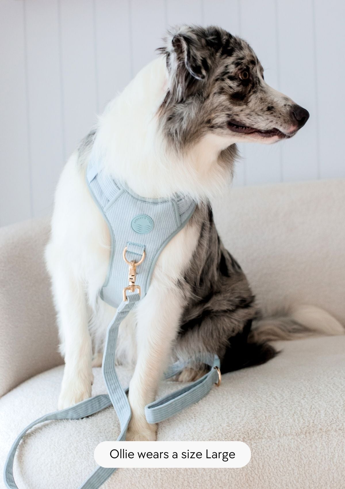 Bella Cord No Pull Harness - Sea Salt
