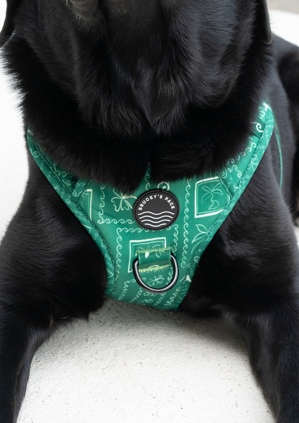 Explorer Chest Harness - Palm Beach