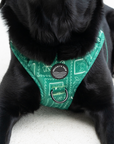 Explorer Chest Harness - Palm Beach