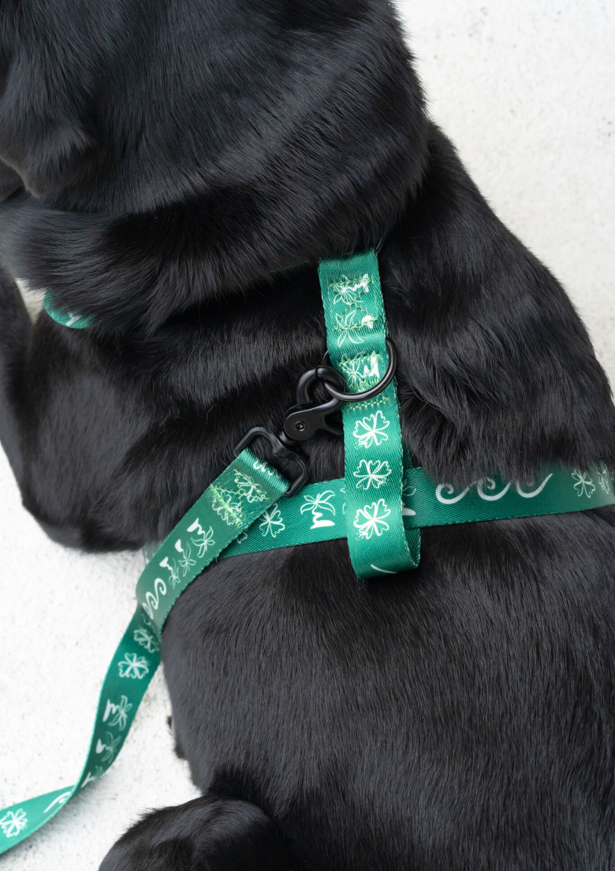 Explorer Chest Harness - Palm Beach