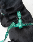 Explorer Chest Harness - Palm Beach
