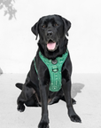 Explorer Chest Harness - Palm Beach