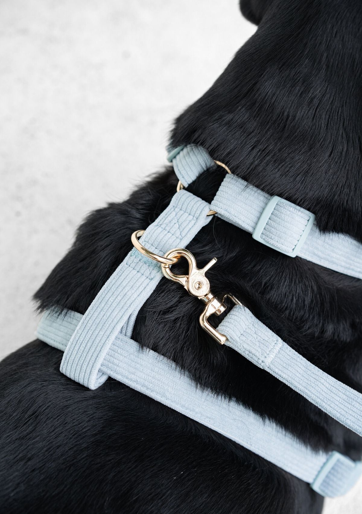 Bella Cord No Pull Harness - Sea Salt