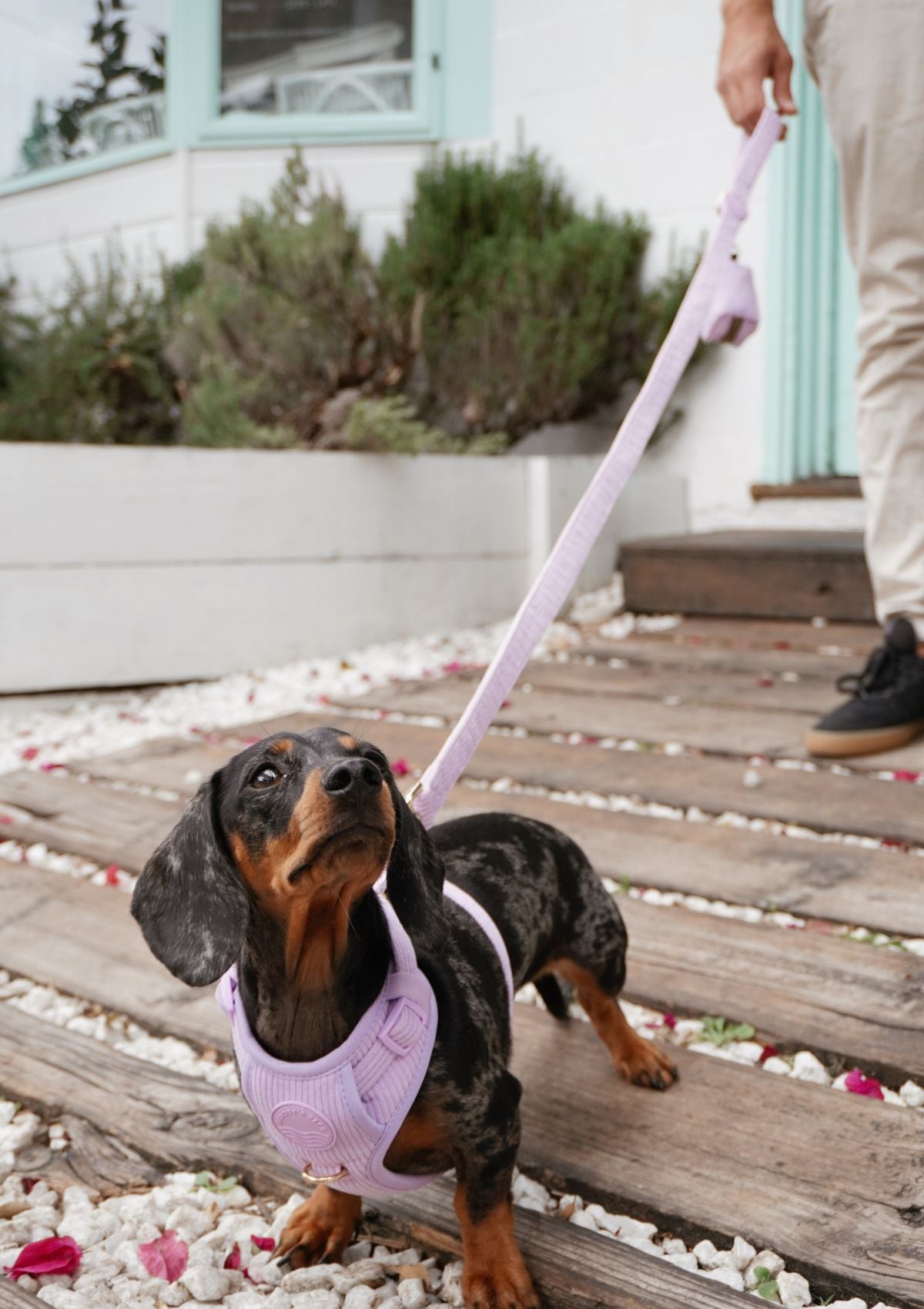 Bella Cord No Pull Harness - Lavender