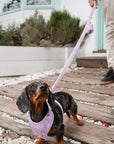 Bella Cord No Pull Harness - Lavender
