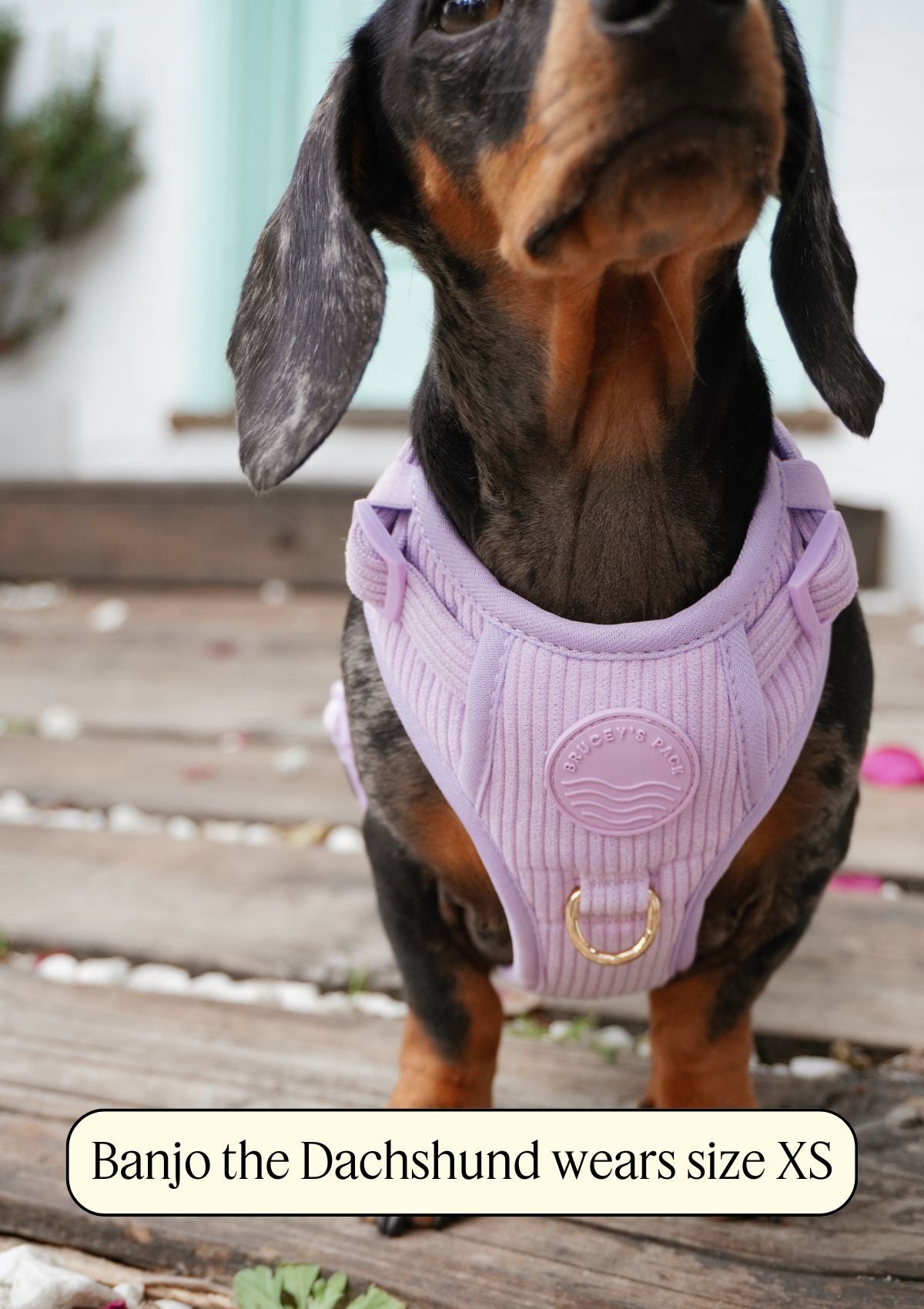 Bella Cord No Pull Harness - Lavender
