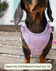 Bella Cord No Pull Harness - Lavender