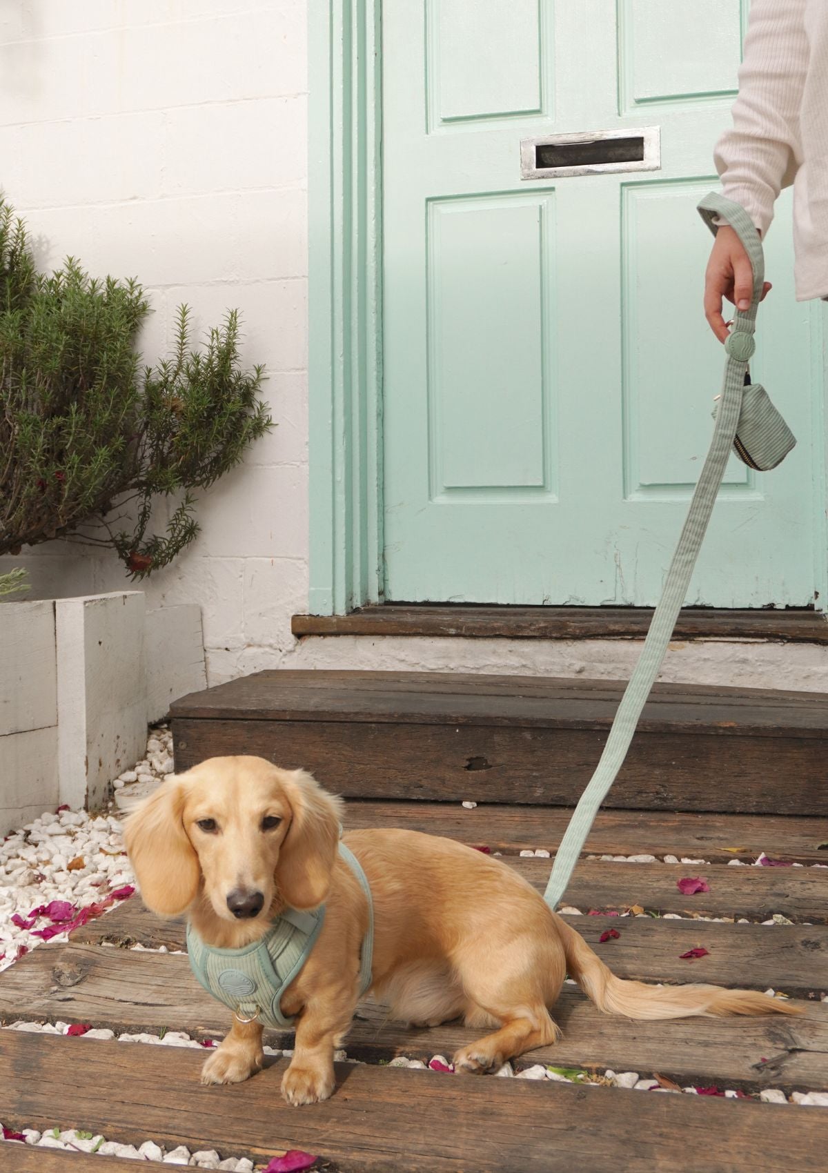 Bella Cord No Pull Harness - Sage Green