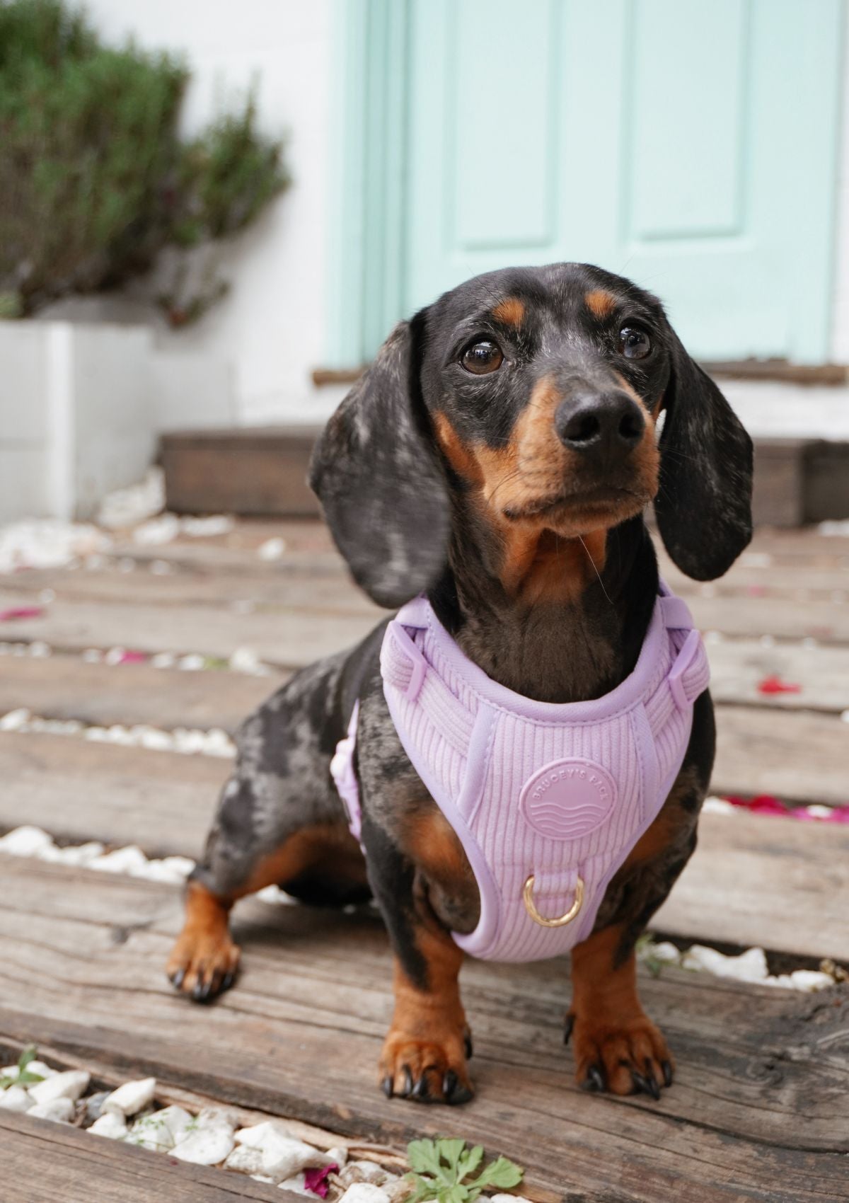 Bark Appeal Pink Netted Step-in Dog Harness for Small-Medium Pets
