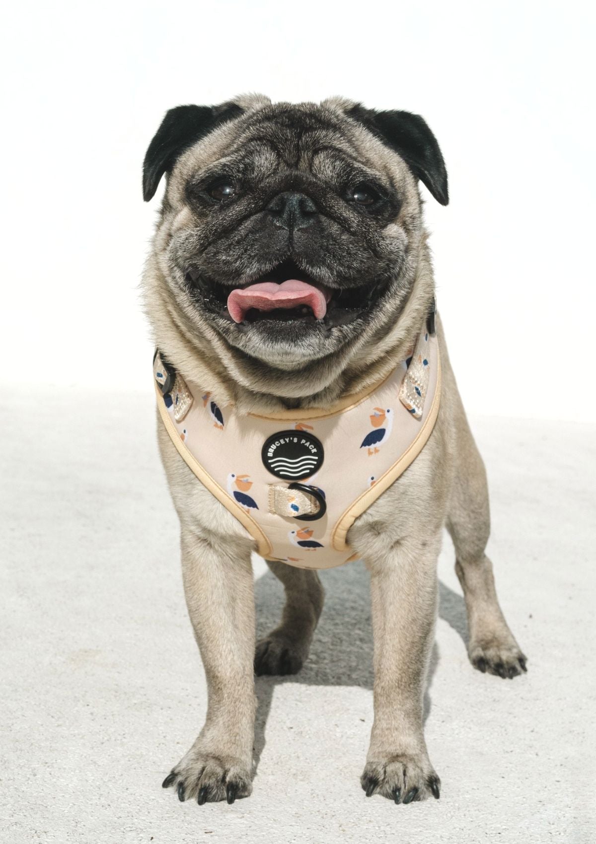 Chest Harness - Mr Percival