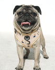 Chest Harness - Mr Percival