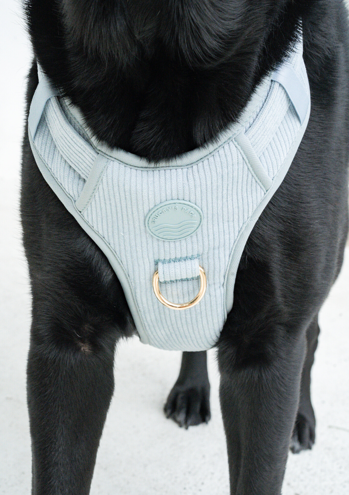 Bella Cord No Pull Harness - Sea Salt