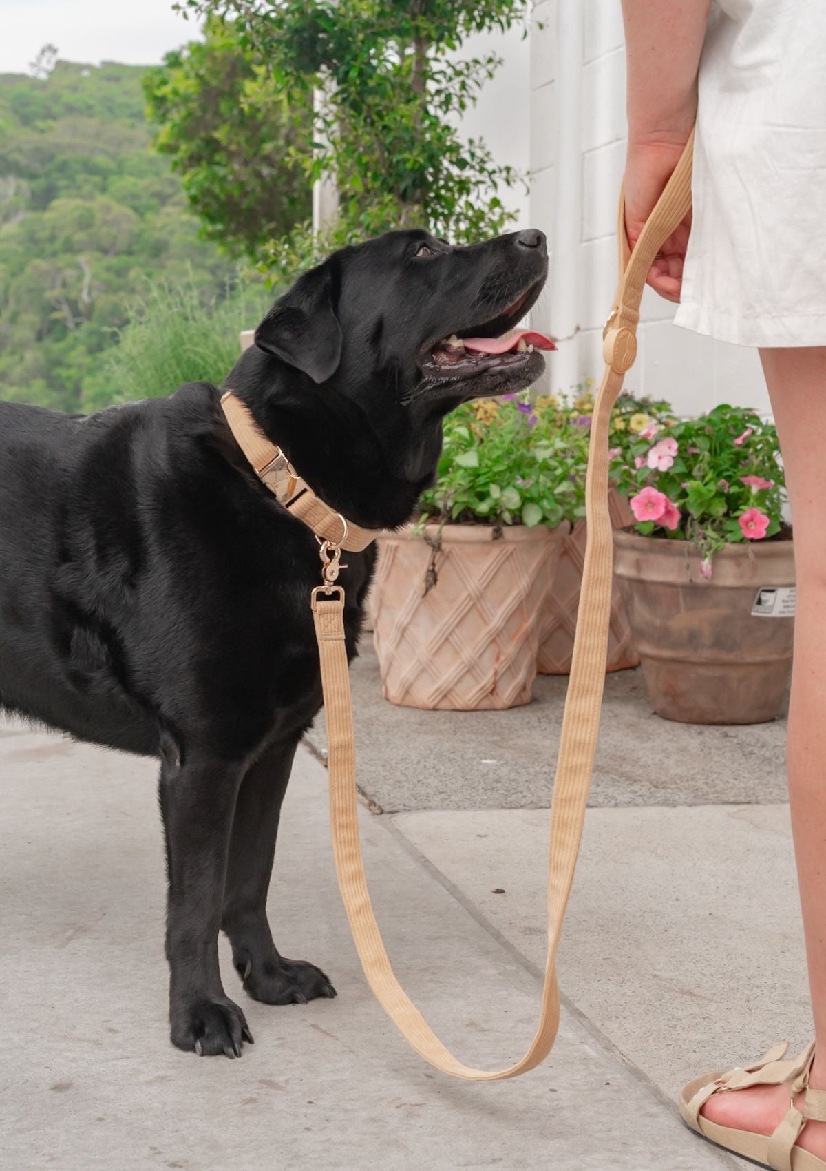 Bella Cord Collar - Mango