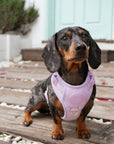 Bella Cord No Pull Harness - Lavender
