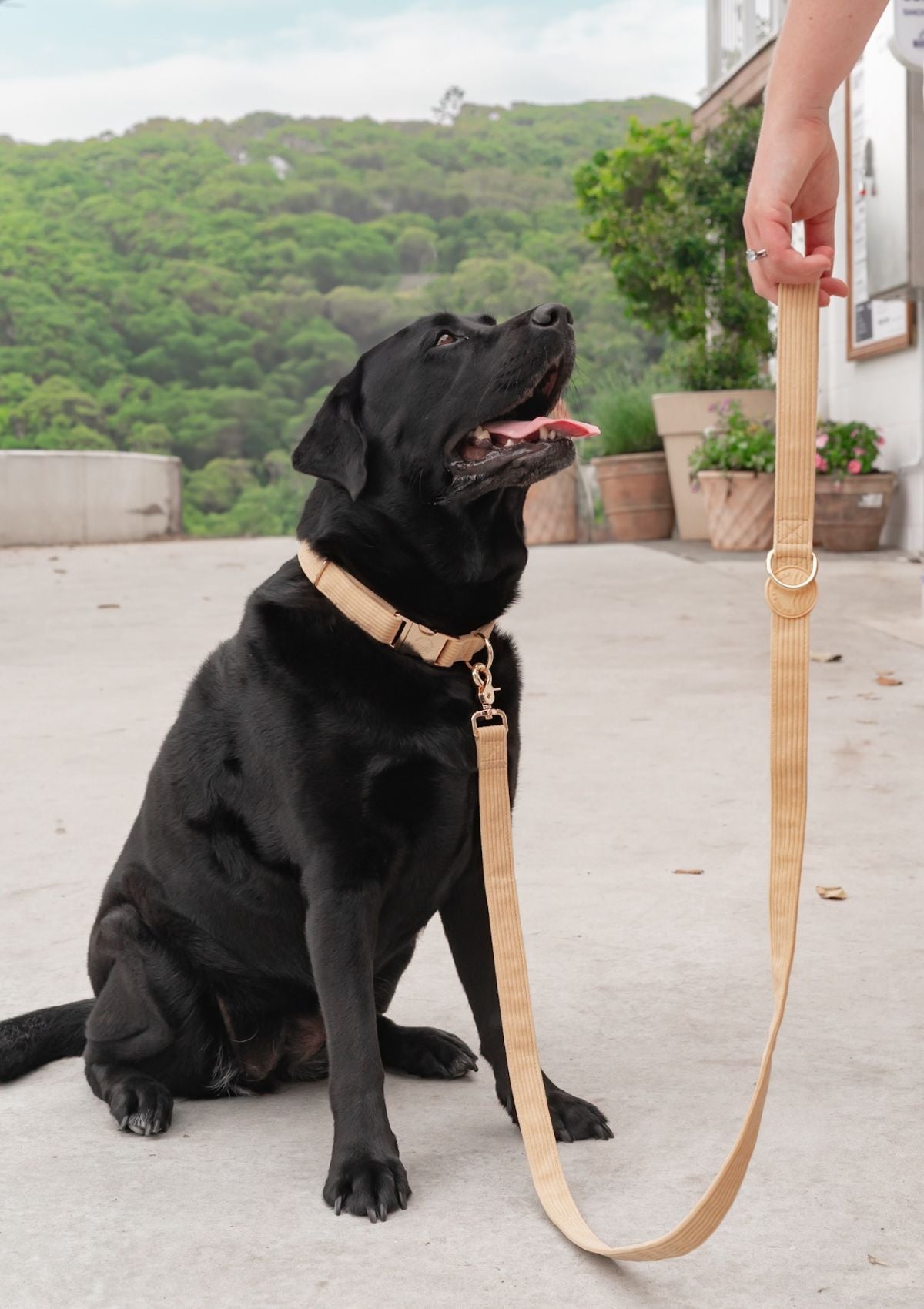 Bella Cord Leash -  Mango
