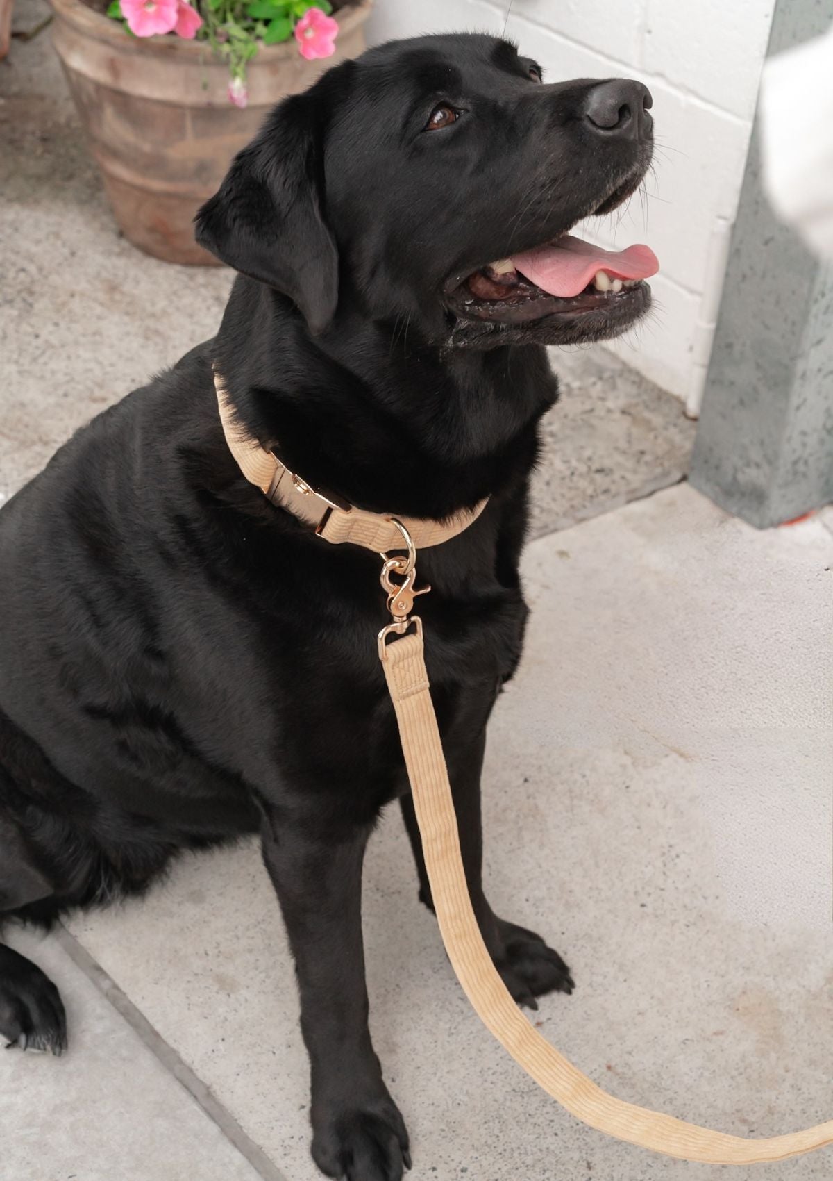 Bella Cord Leash -  Mango