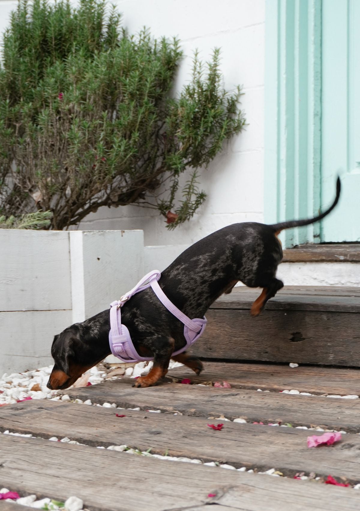 Bella Cord No Pull Harness - Lavender