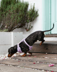 Bella Cord No Pull Harness - Lavender