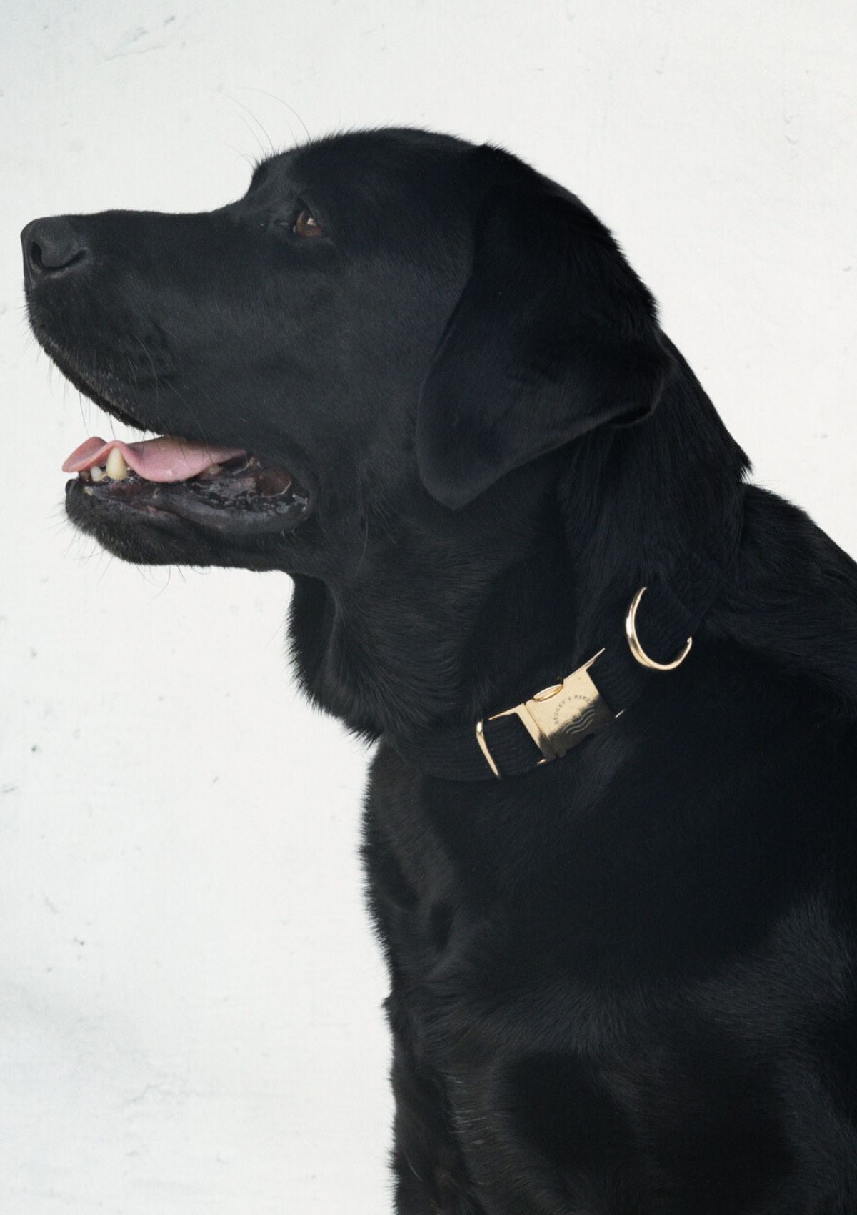 (SAMPLE SIZE L) Bella Cord Collar - Black