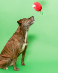 Apple Nosework Toy