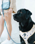 Chest Harness - Mr Percival