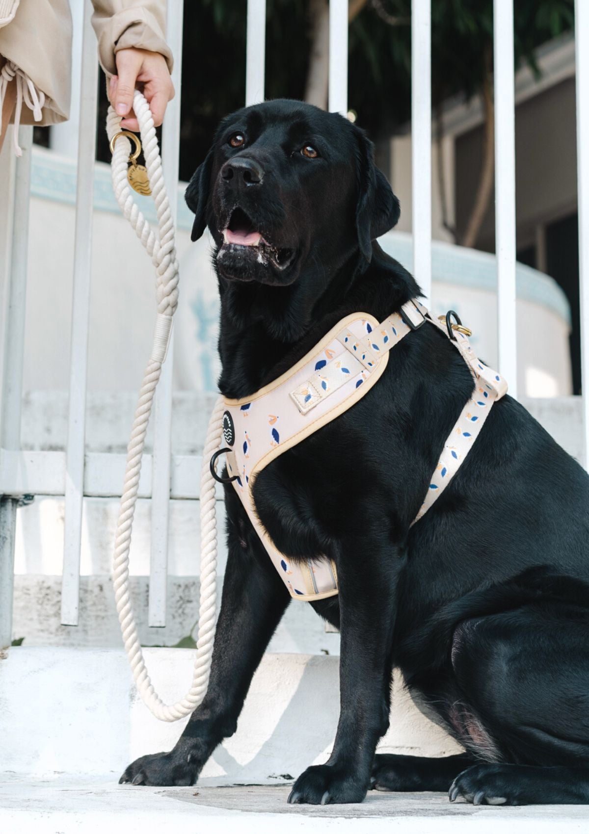 Chest Harness - Mr Percival
