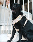 Chest Harness - Mr Percival