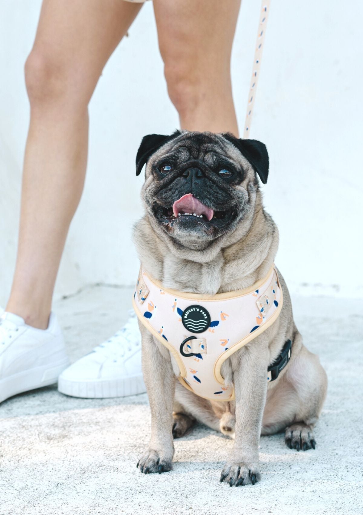 Chest Harness - Mr Percival