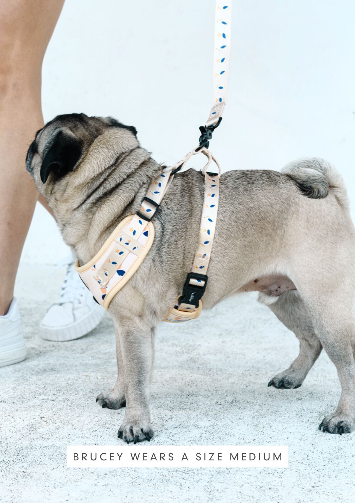 Chest Harness - Mr Percival