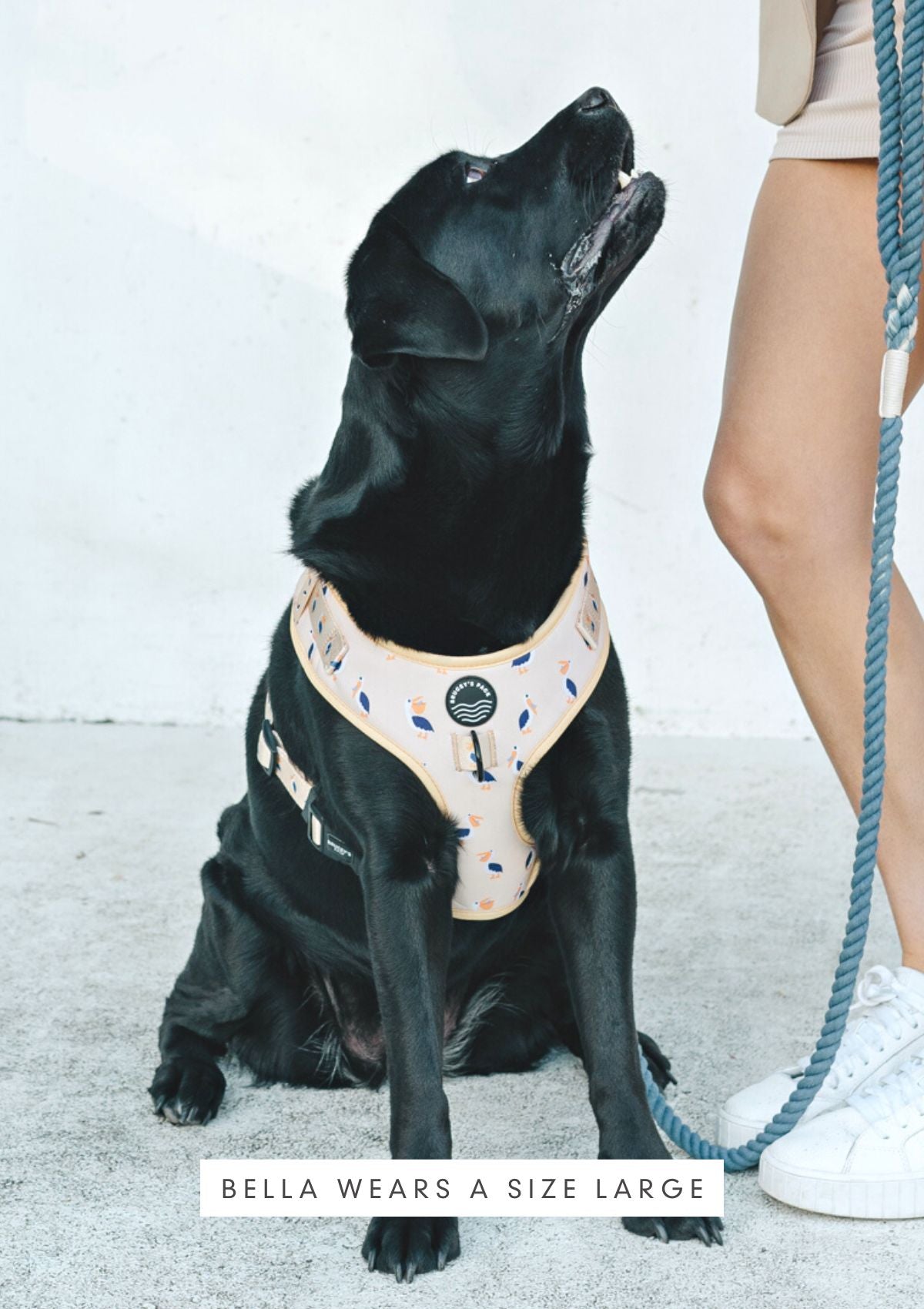 Chest Harness - Mr Percival