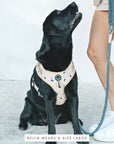 Chest Harness - Mr Percival