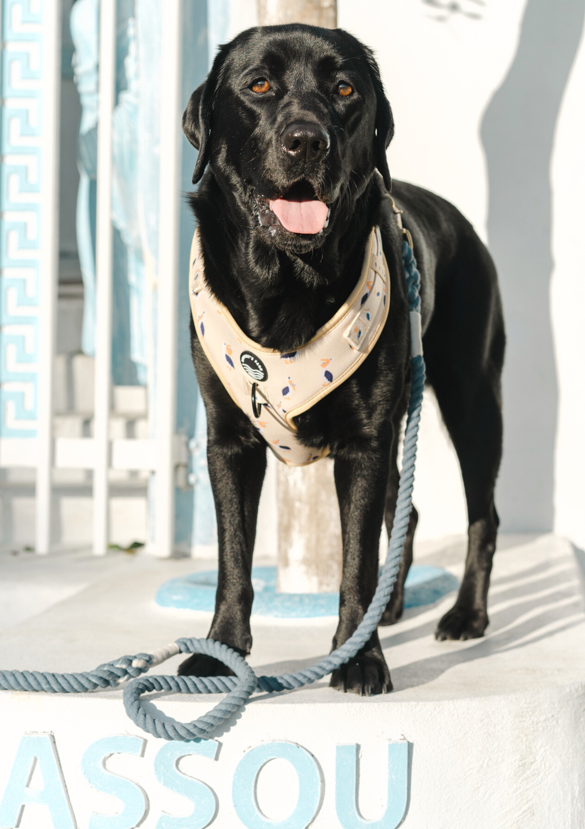 Organic Cotton Rope Leash - Blueberry