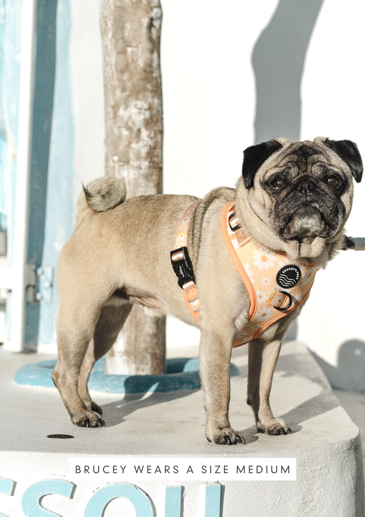 Chest Harness - My Little Petal