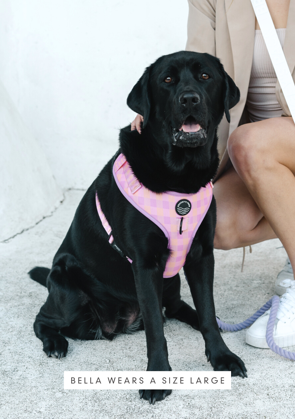 Chest Harness - Miami Gingham