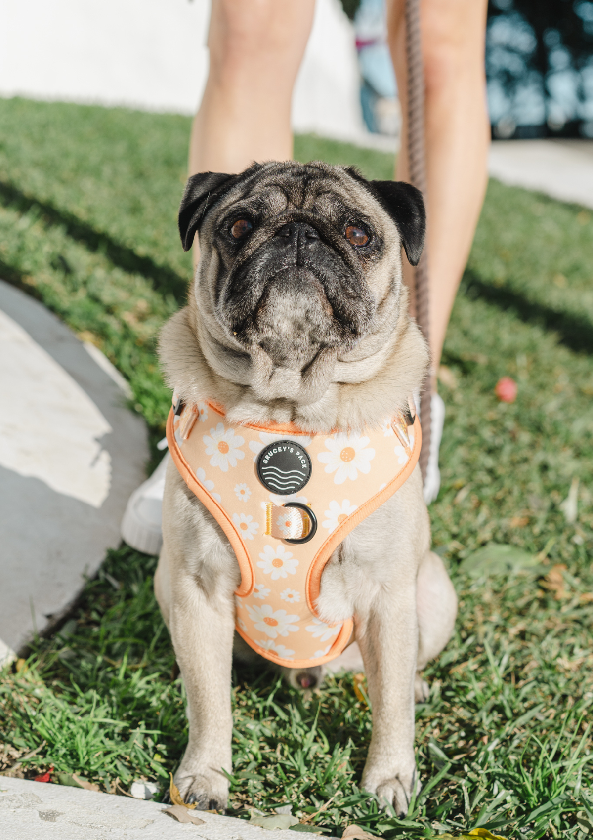 Chest Harness - My Little Petal