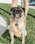 Chest Harness - My Little Petal