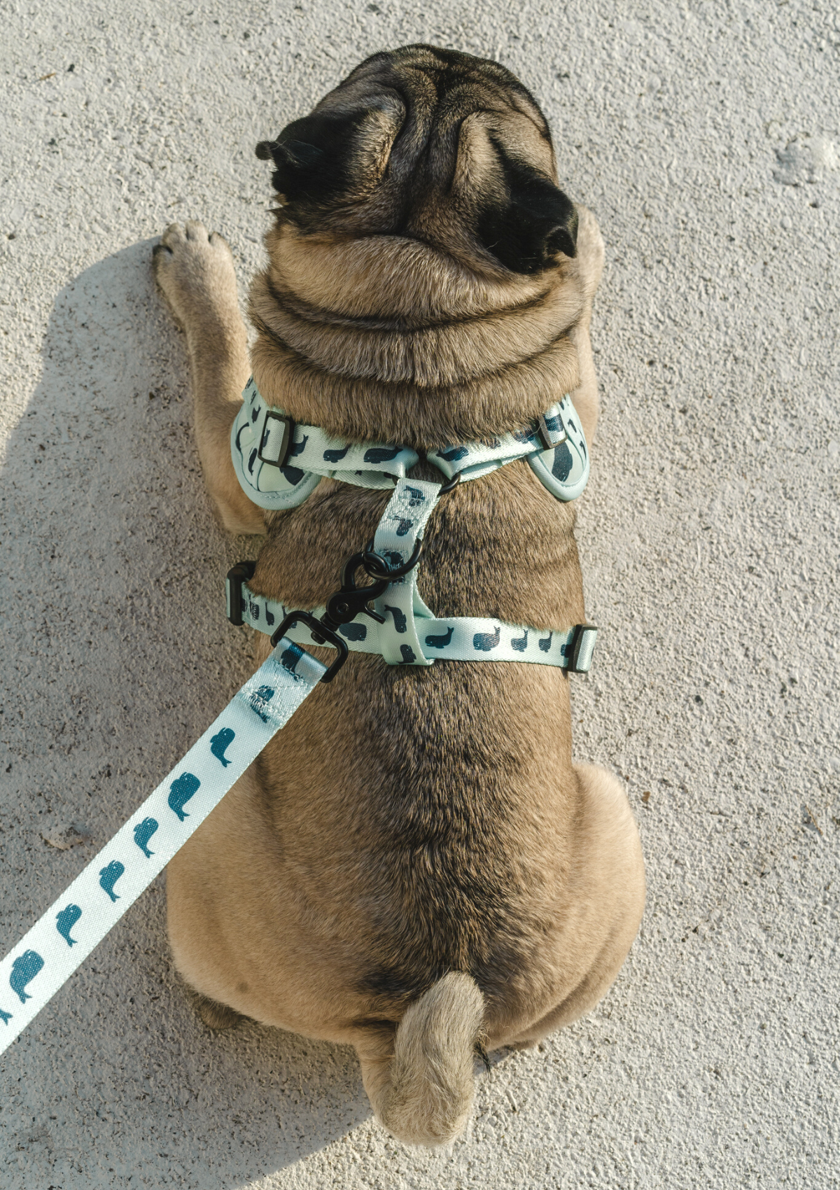 Chest Harness Whale Of A Time Bruceys Pack