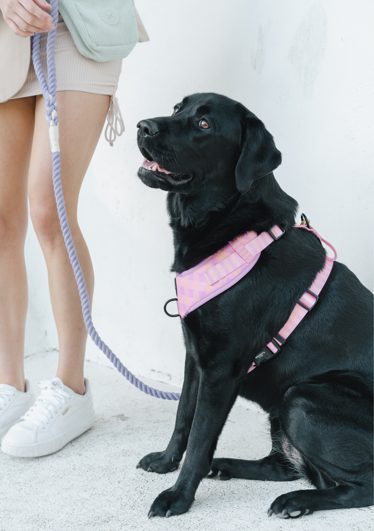 Chest Harness - Miami Gingham