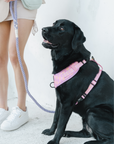 Chest Harness - Miami Gingham