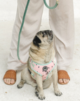 Chest Harness - One In A Melon