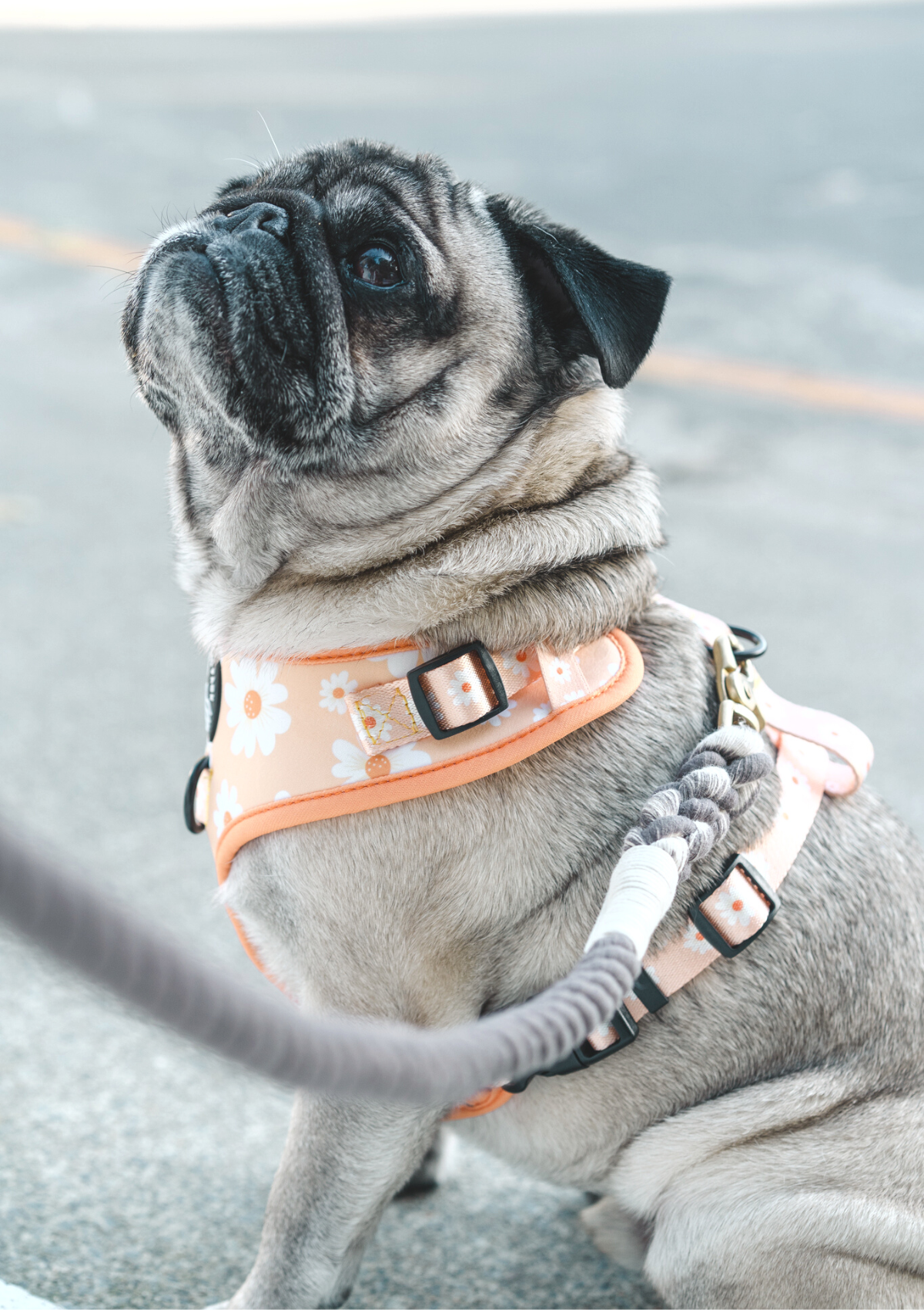 Organic Cotton Rope Leash - Chocolate
