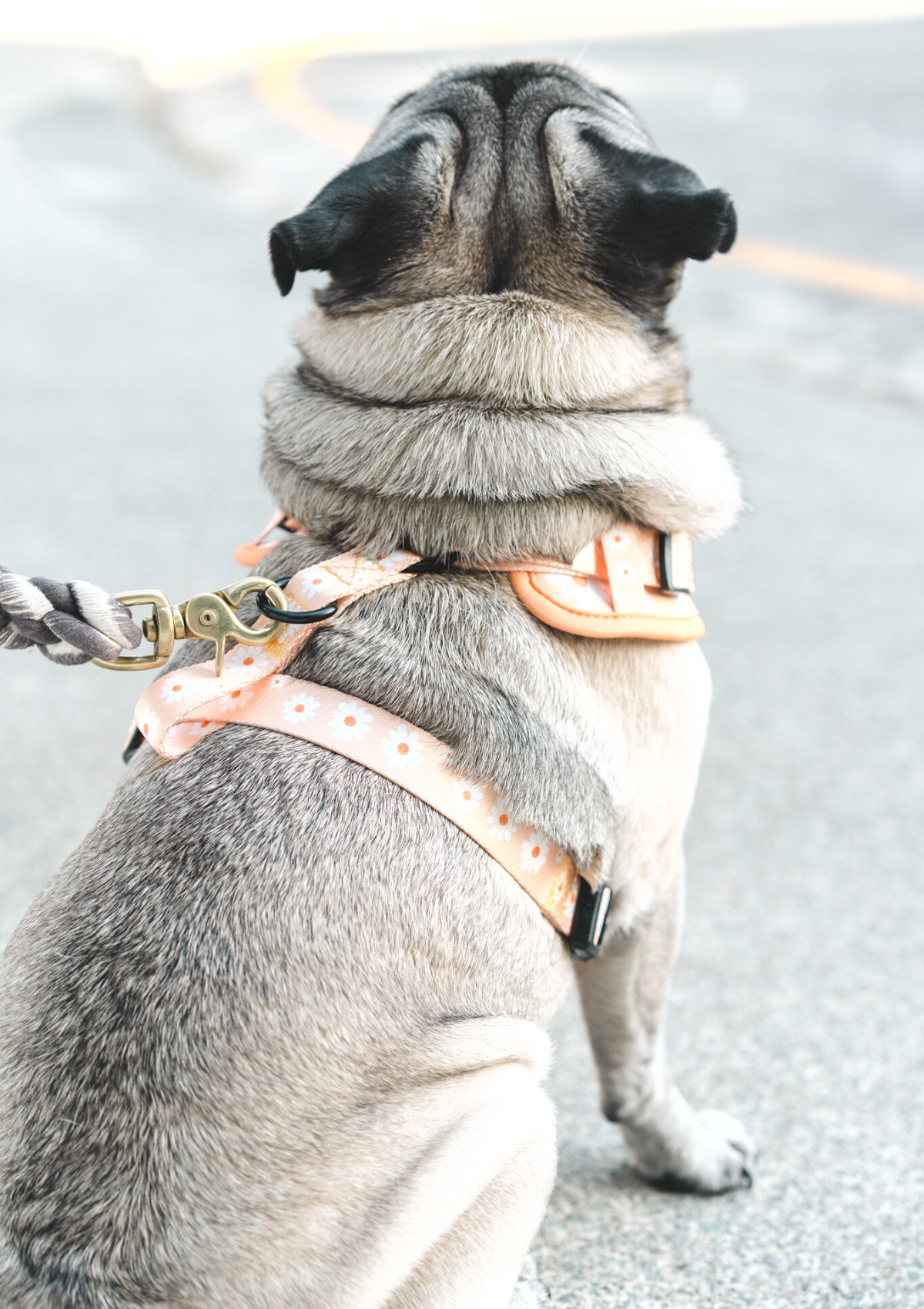 Chest Harness - My Little Petal