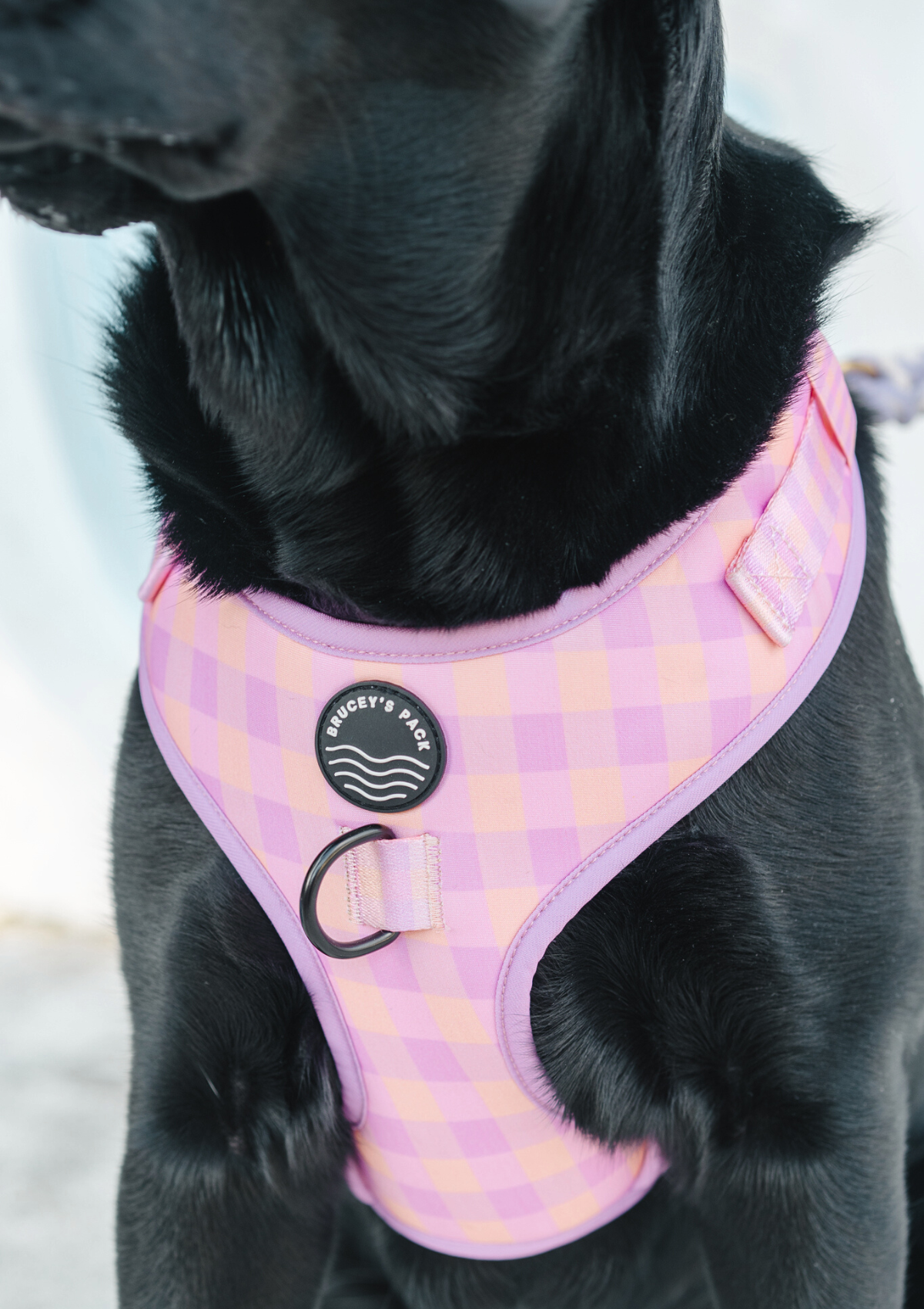 Chest Harness - Miami Gingham
