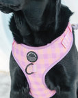 Chest Harness - Miami Gingham