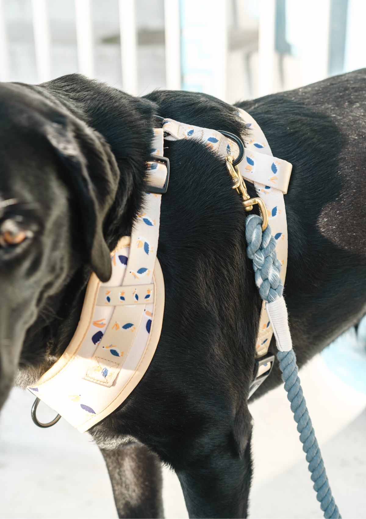 Organic Cotton Rope Leash - Blueberry