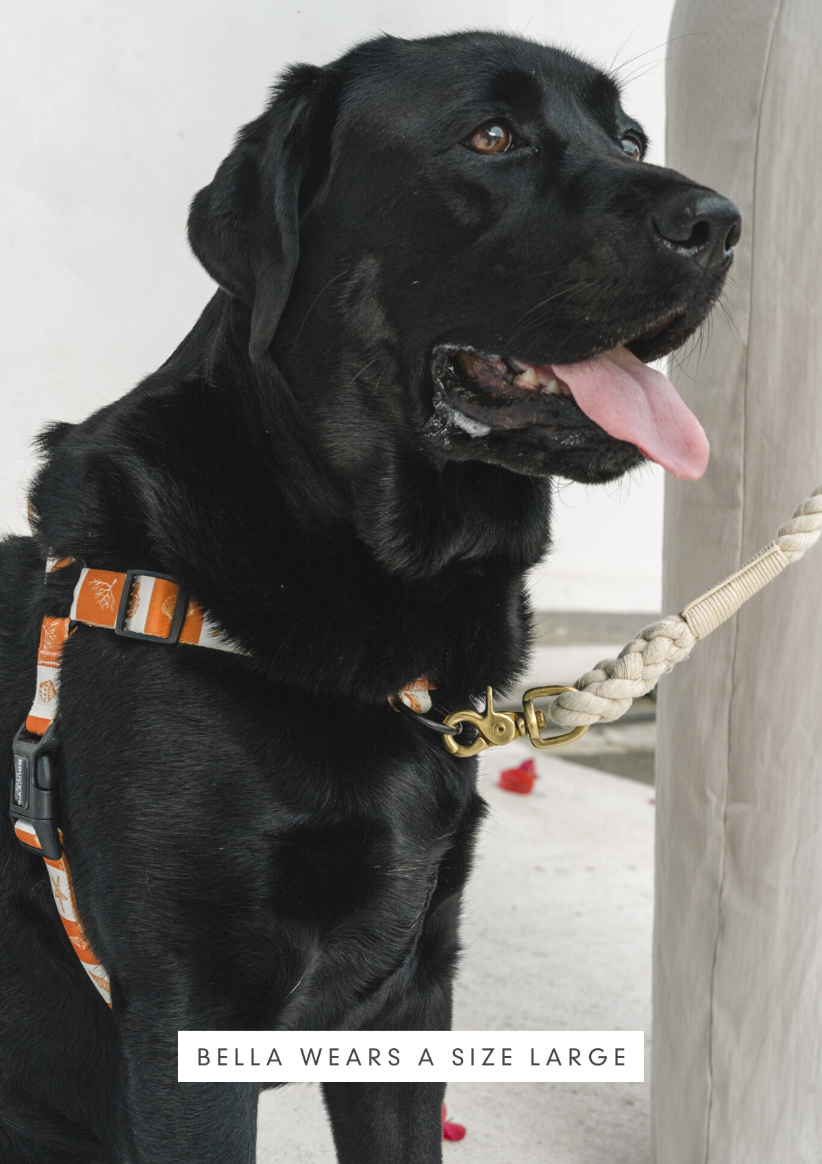 No Pull Strap Harness - Seaside
