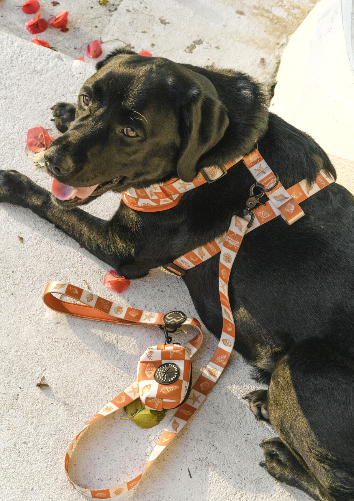 Anti-jamming Everyday Leash - Seaside