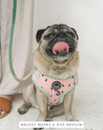 Chest Harness - One In A Melon